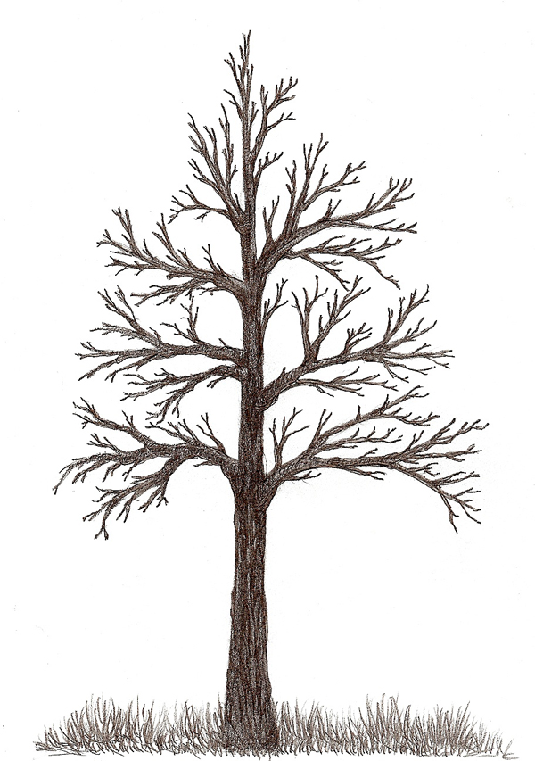 رسم شجرة 5
