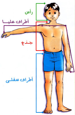 اعضاء جسم الإنسان للاطفال 4