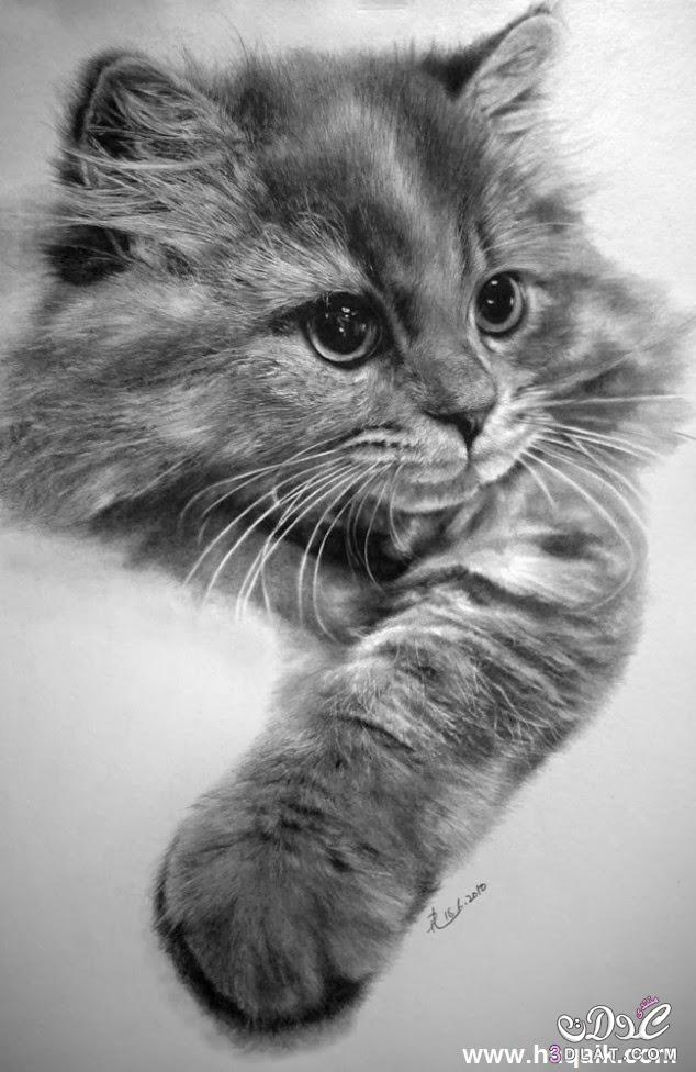 رسومات قطط كيوت 3