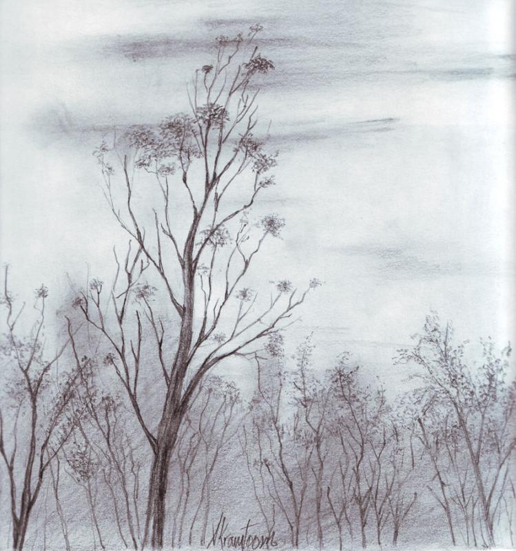 رسم شجرة 6