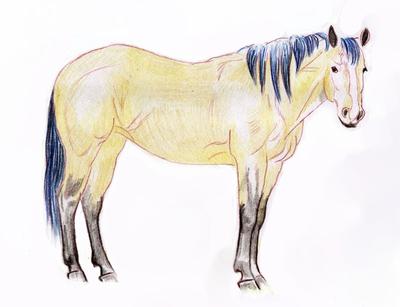 رسم حصان ملون 4