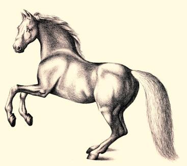 رسم حصان ثلاثي الأبعاد 3