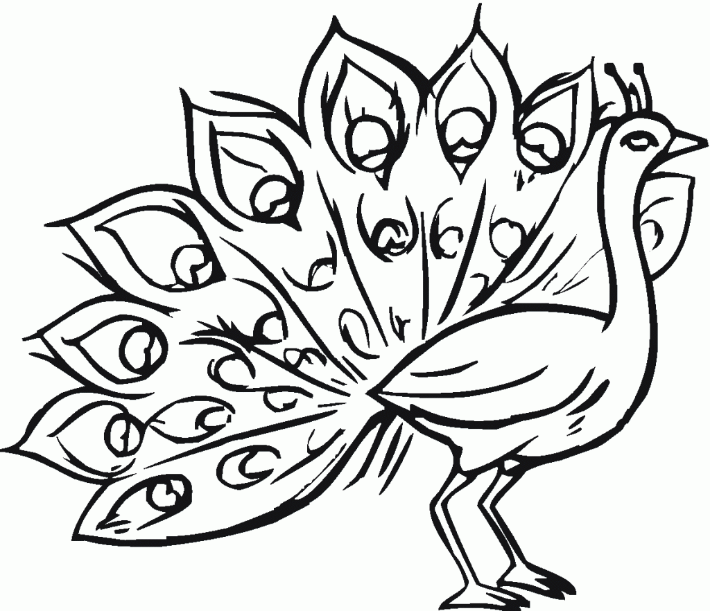 رسومات تلوين طاووس موسوعة إقرأ رسومات تلوين طاووس و تلوين طاووس للاطفال