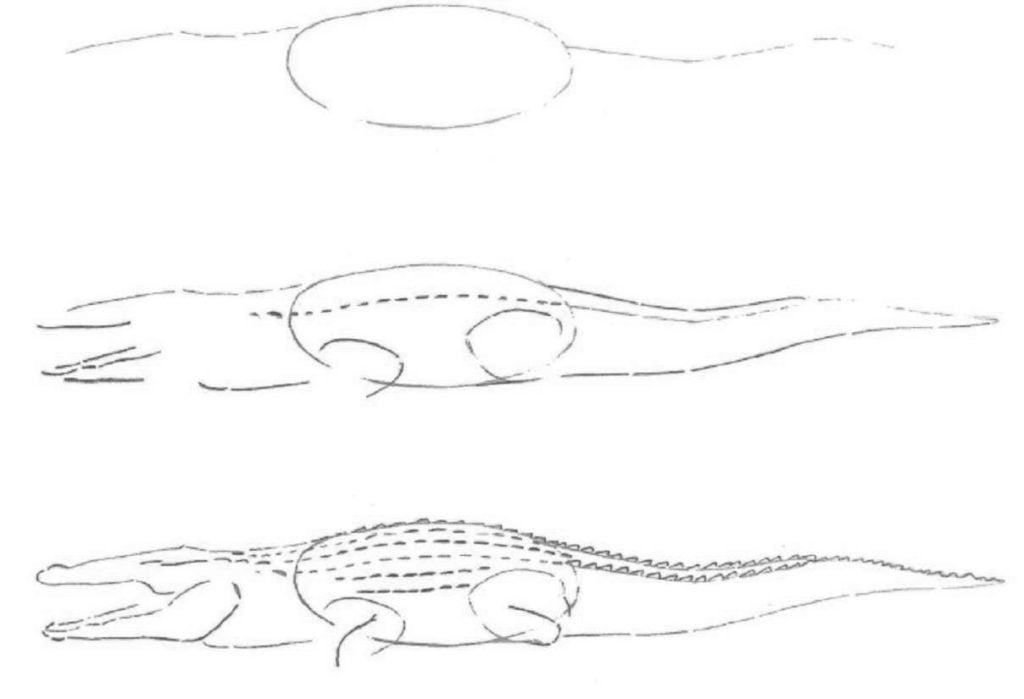 رسم تمساح بالرصاص 3