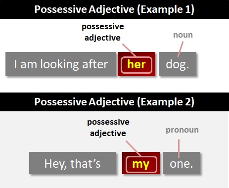 امثلة على possessive adjectives 