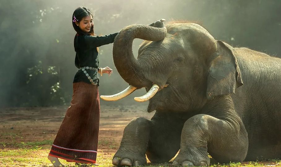 اللعب مع الفيل في المنام