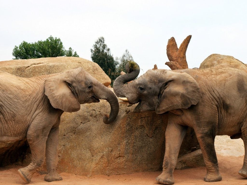 هجوم الفيل في المنام