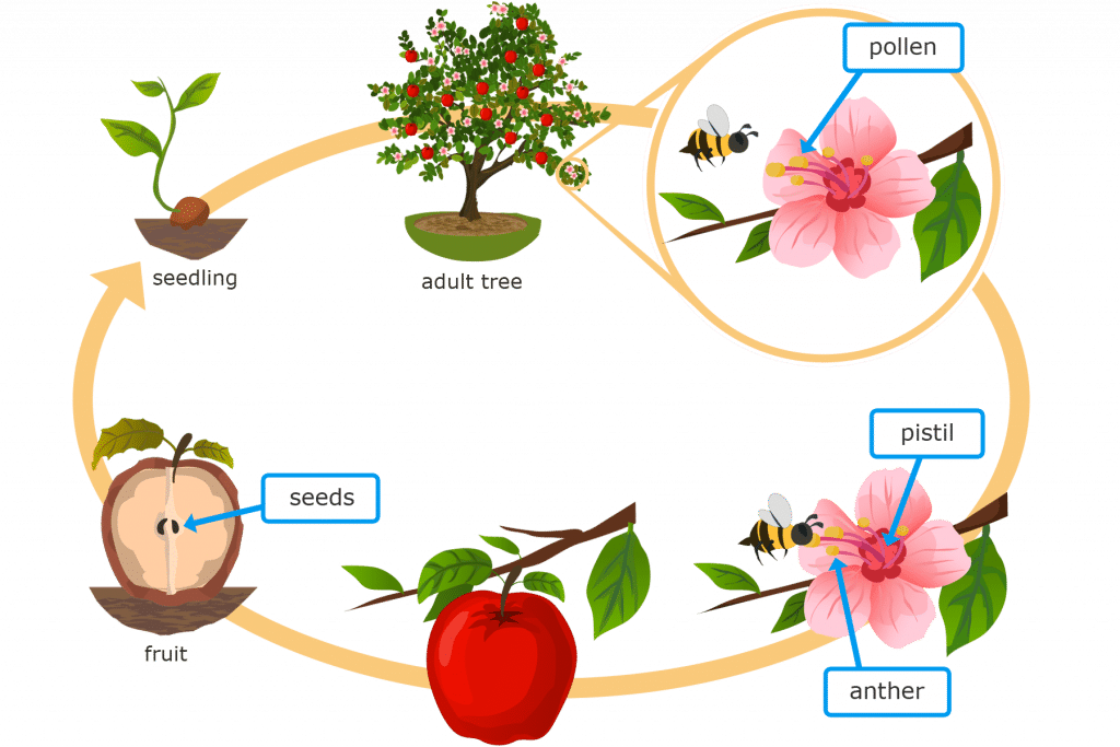 دورة حياة نبات