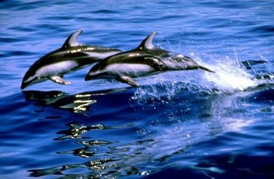 أسماء حيوانات البحر مع الصور ٤