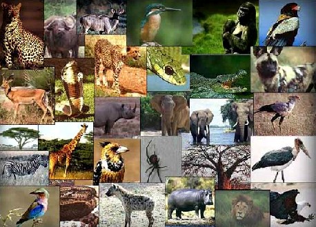 امثلة عن الحيوانات المهددة بالانقراض