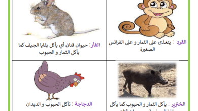 امثلة عن الحيوانات الكالشة