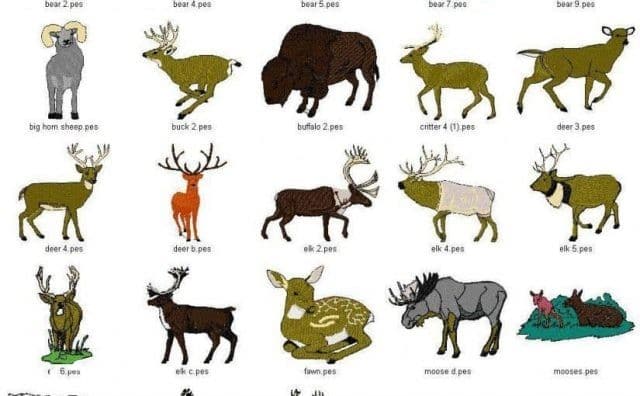 امثلة عن الحيوانات الثدييات