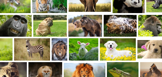 أمثلة عن الحيوانات الولودة