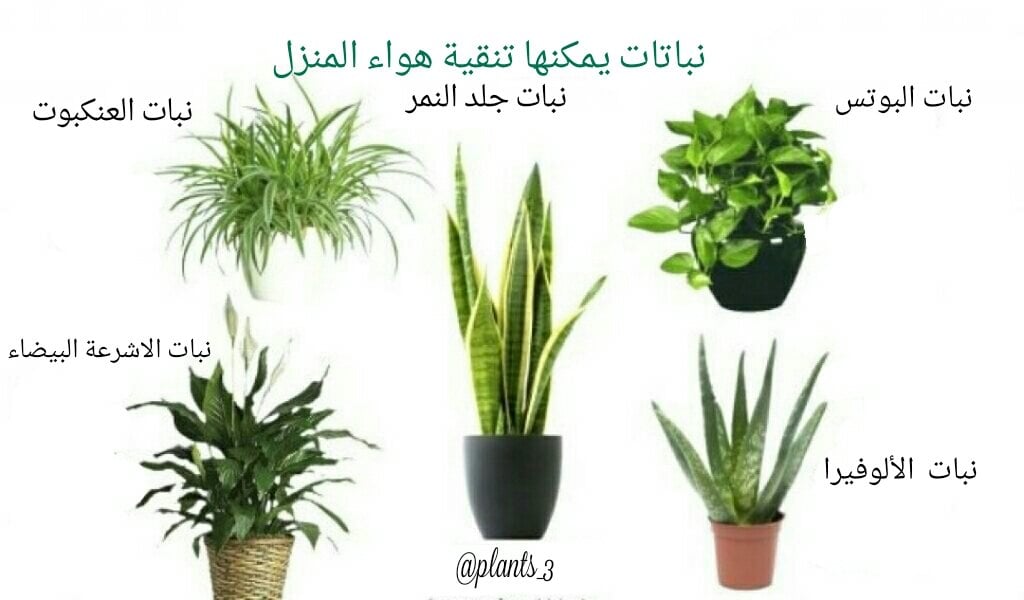 عبارات عن النباتات تويتر 2