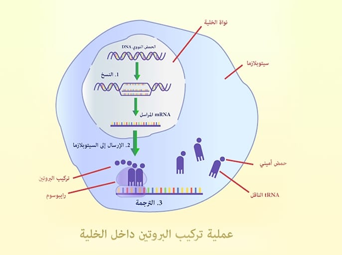 رسم تخطيطي يوضح مراحل تركيب البروتين ٢