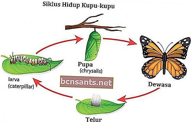 دورة حياة الفراشة بالترتيب هي
