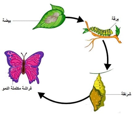 مطوية عن دورة حياة الفراشة 1