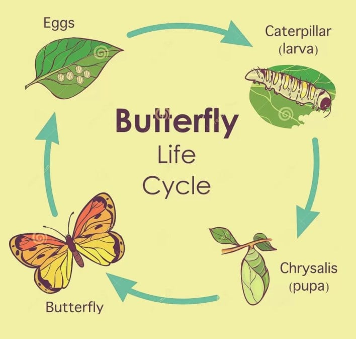 دورة حياة الفراشة بالانجليزي للاطفال