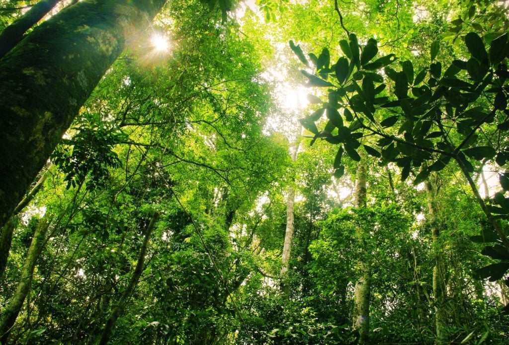 أهمية غابة الأمازون
