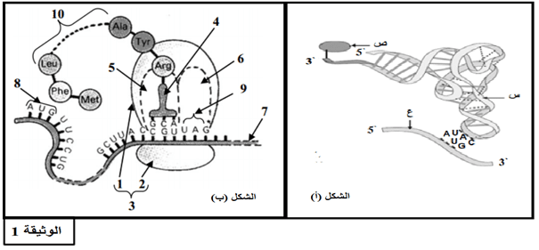 رسم تخطيطي يوضح مراحل تركيب البروتين ٣
