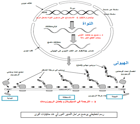 رسم تخطيطي يوضح مراحل تركيب البروتين ١