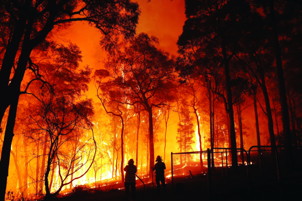بحث عن حرائق الغابات باللغة الإنجليزية