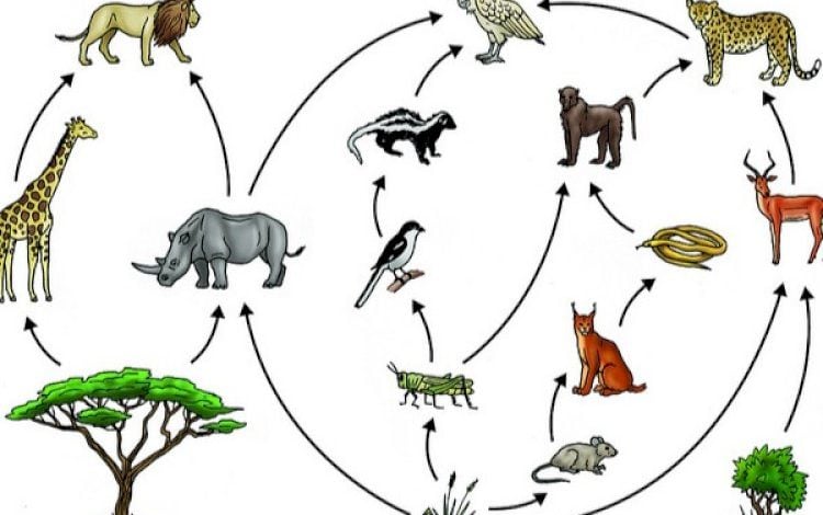 مطوية عن دورة حياة الحيوانات