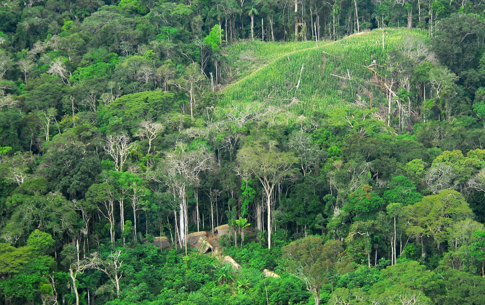 موضوع عن غابات الأمازون
