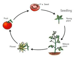 دورة حياة النبات