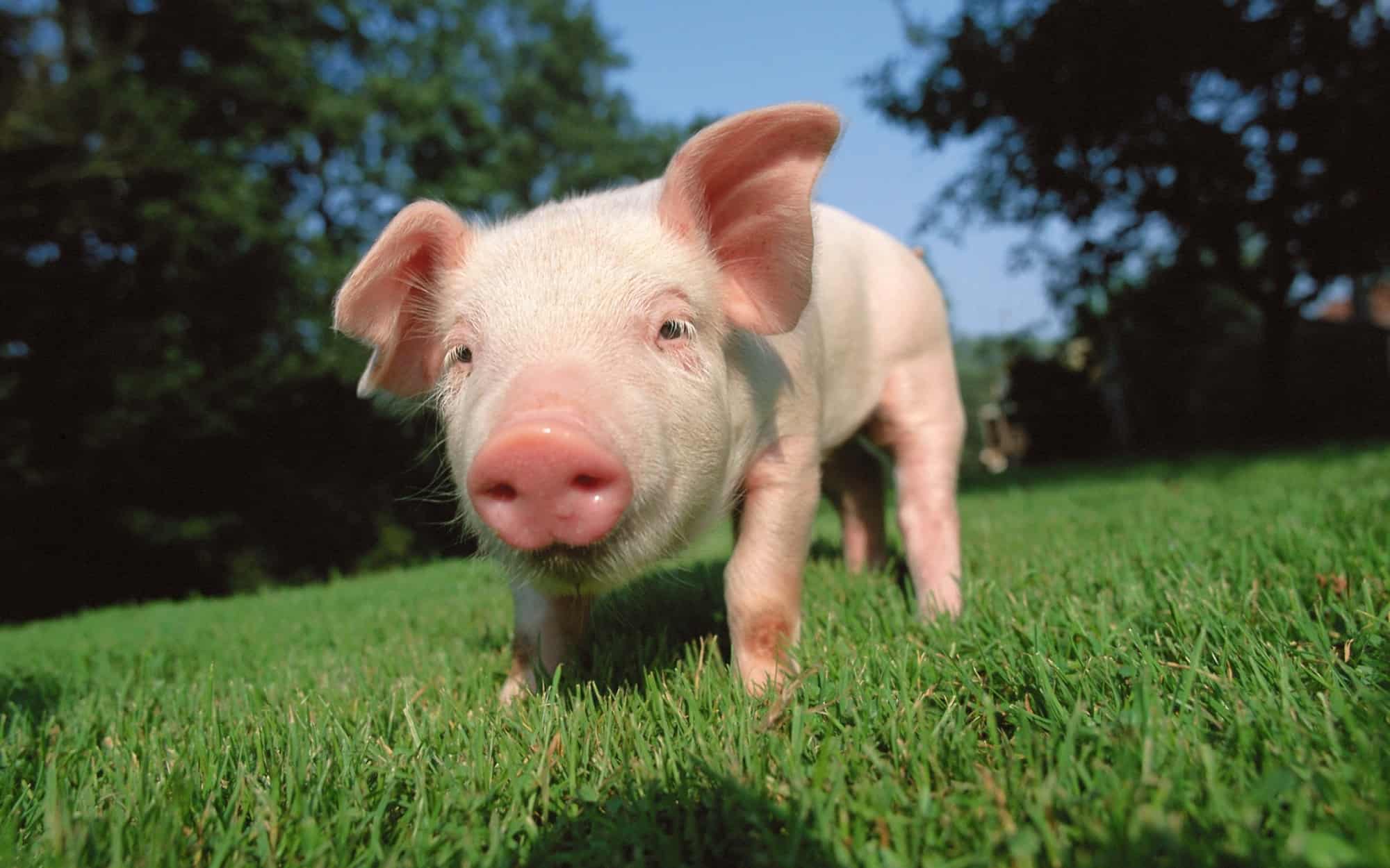 تفسير رفض أكل لحم الخنزير للعزباء