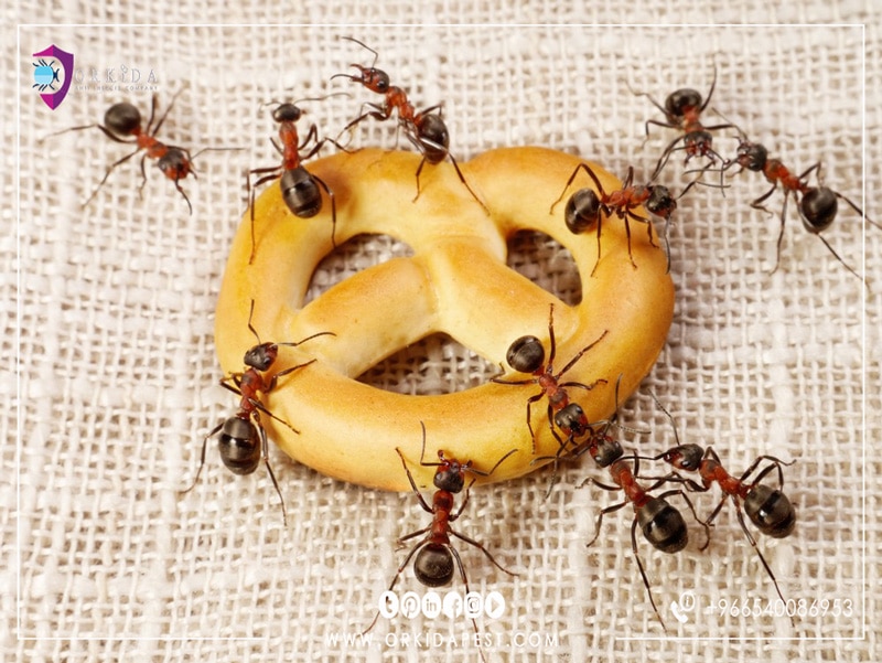 كيف يمكن القضاء على النمل