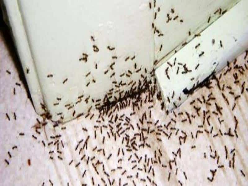 التخلص من النمل بالملح