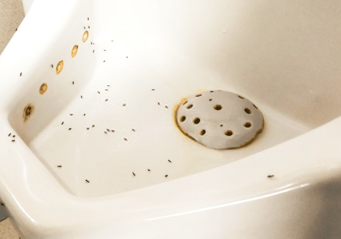 التخلص من النمل في الحمام