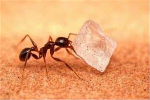 علاج النمل الأسود الصغير في البيت