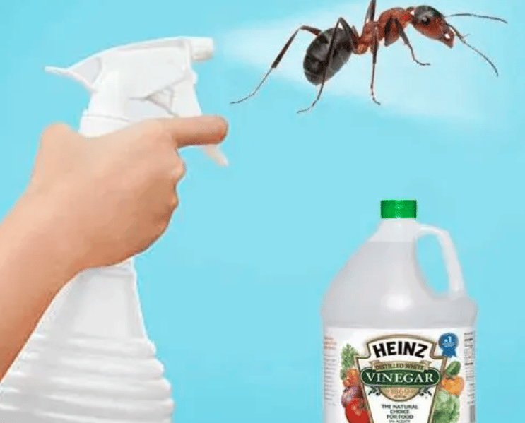 أفضل مبيد للقضاء على النمل