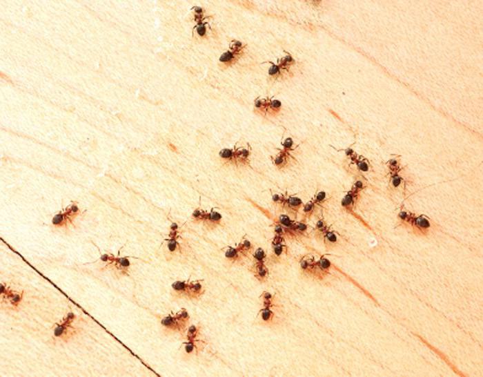 هل الكلور يقتل النمل