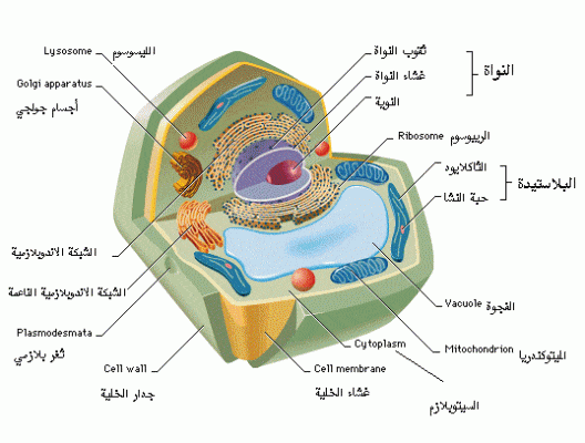 شرح درس الخلية 