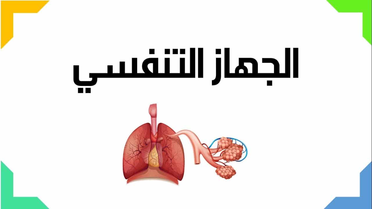 شرح درس الجهاز التنفسي