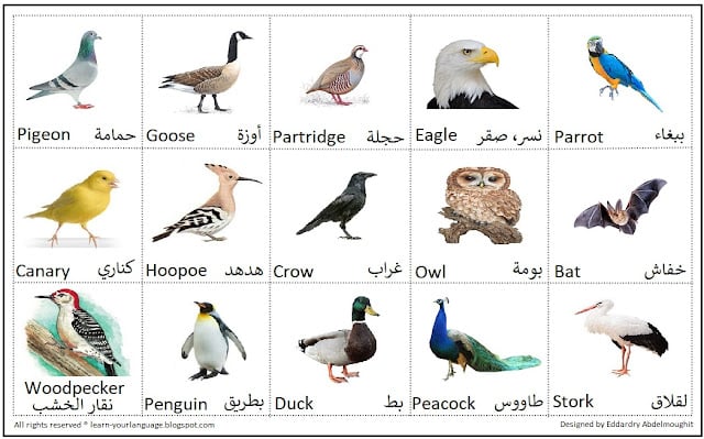 اسماء الحيوانات بالانجليزي والعربي بالصور3