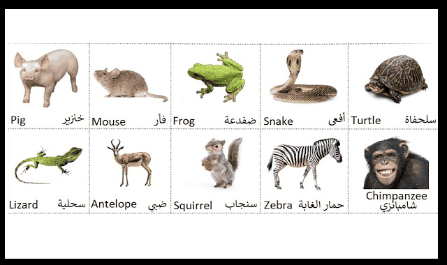 اسماء الحيوانات بالانجليزي والعربي بالصور4