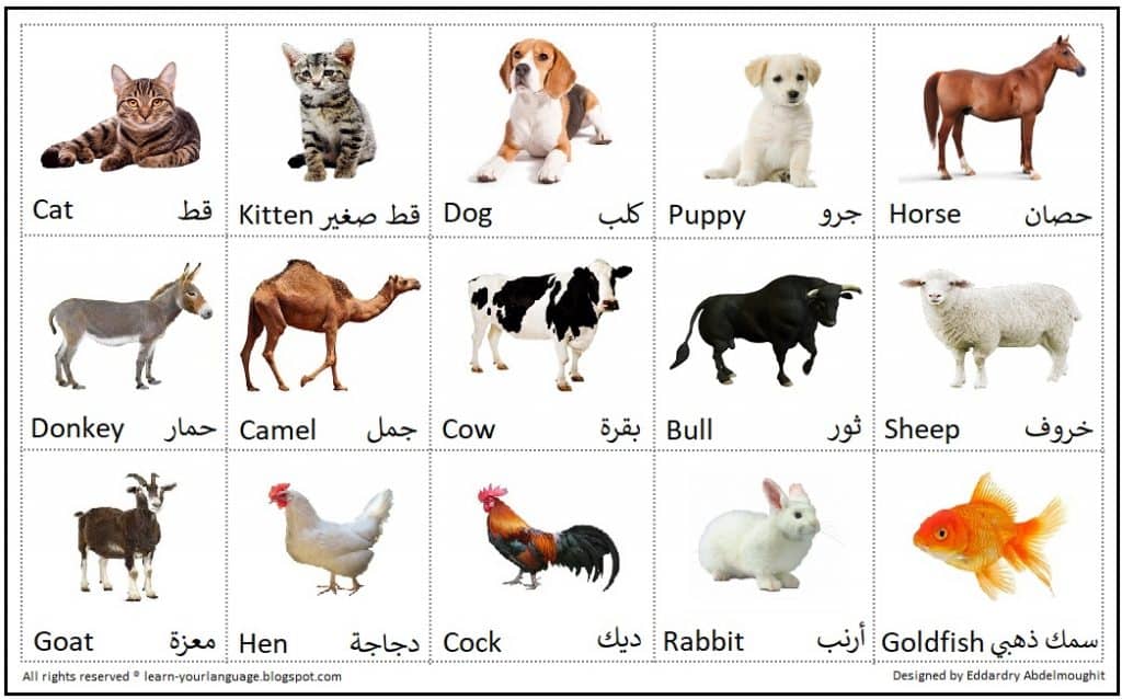اسماء الحيوانات بالانجليزي والعربي بالصور1