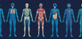 الفرق بين الجسم والجسد