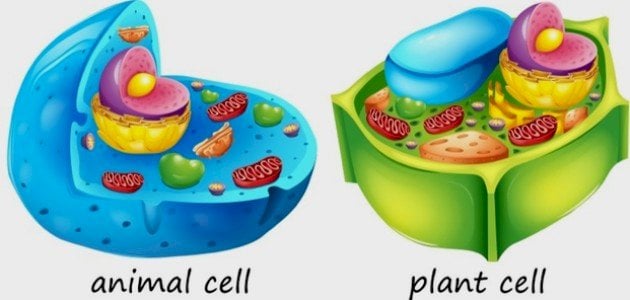 الفرق بين الخلية الحيوانية والنباتية