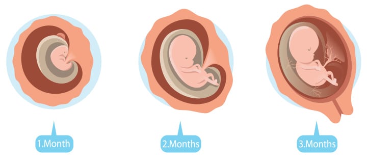تجاربكم مع الشهر الثاني من الحمل