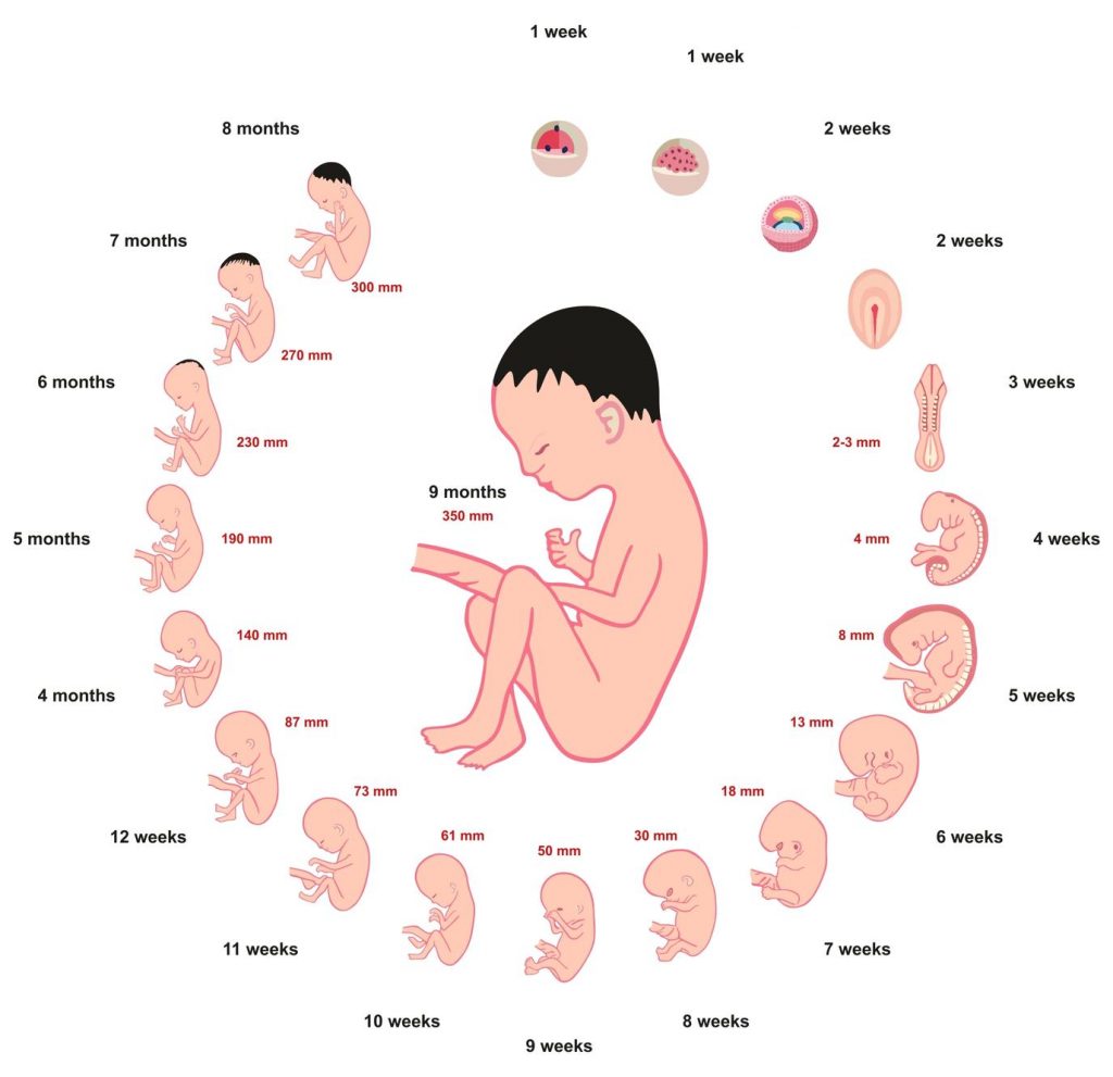 حاسبة الحمل وشكل الجنين