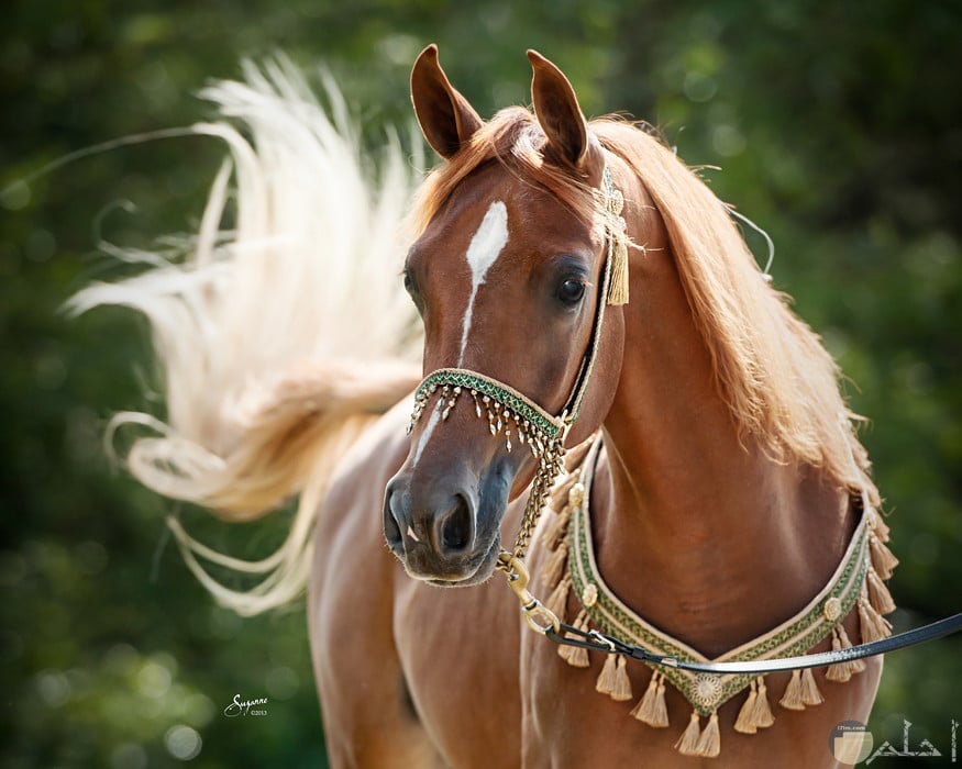 خيول جميلة 1
