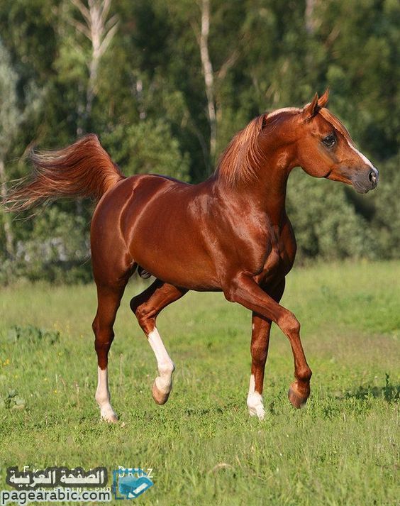 خيول جميلة 2