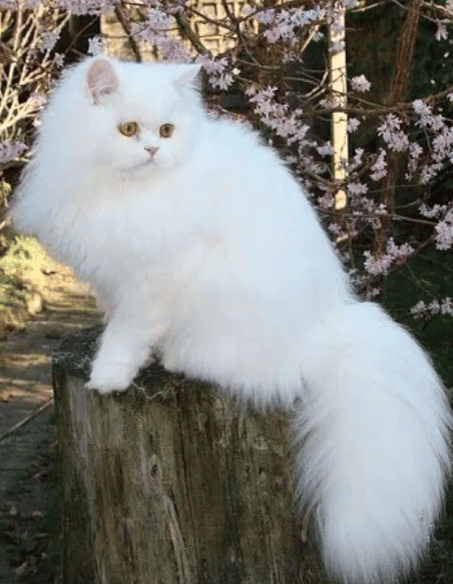 خلفيات قـطط بيضاء 5