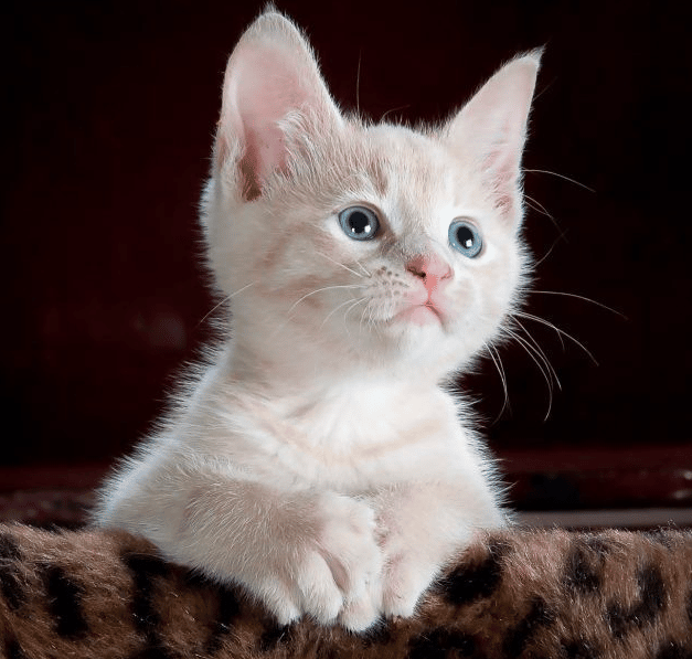 خلفيات قـطط كيوت بيضاء 5