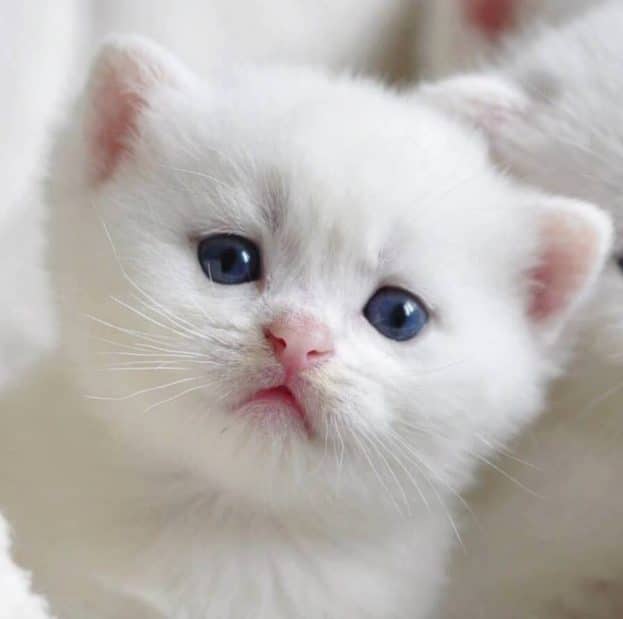 خلفيات قـطط كيوت بيضاء 1